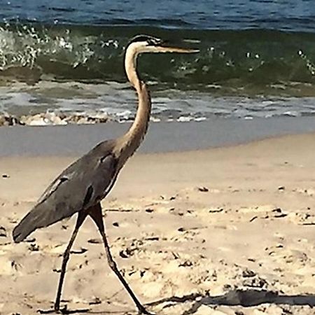 Phoenix Gulf Shores 1203 By Bender Vacation Rentals מראה חיצוני תמונה