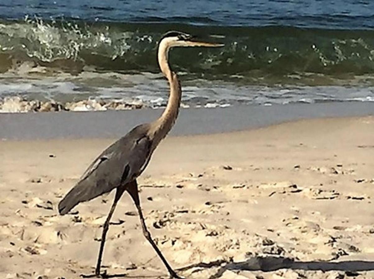 Phoenix Gulf Shores 1203 By Bender Vacation Rentals מראה חיצוני תמונה
